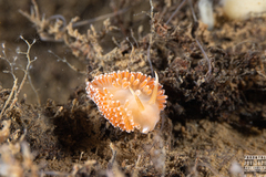 Coryphella borealis