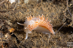 Coryphella borealis