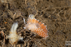 Coryphella borealis