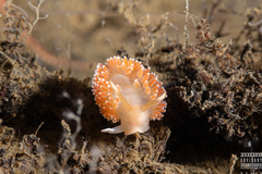 Coryphella borealis