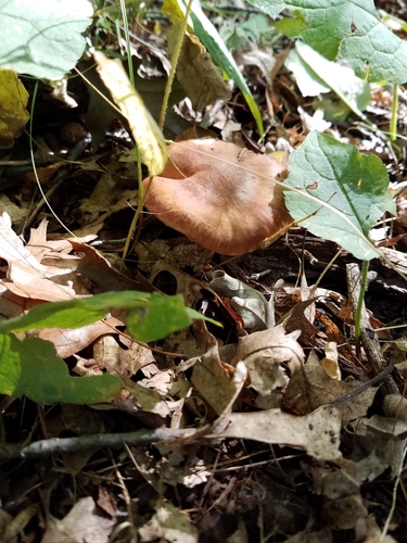 photo of Deer Mushroom (Pluteus cervinus)