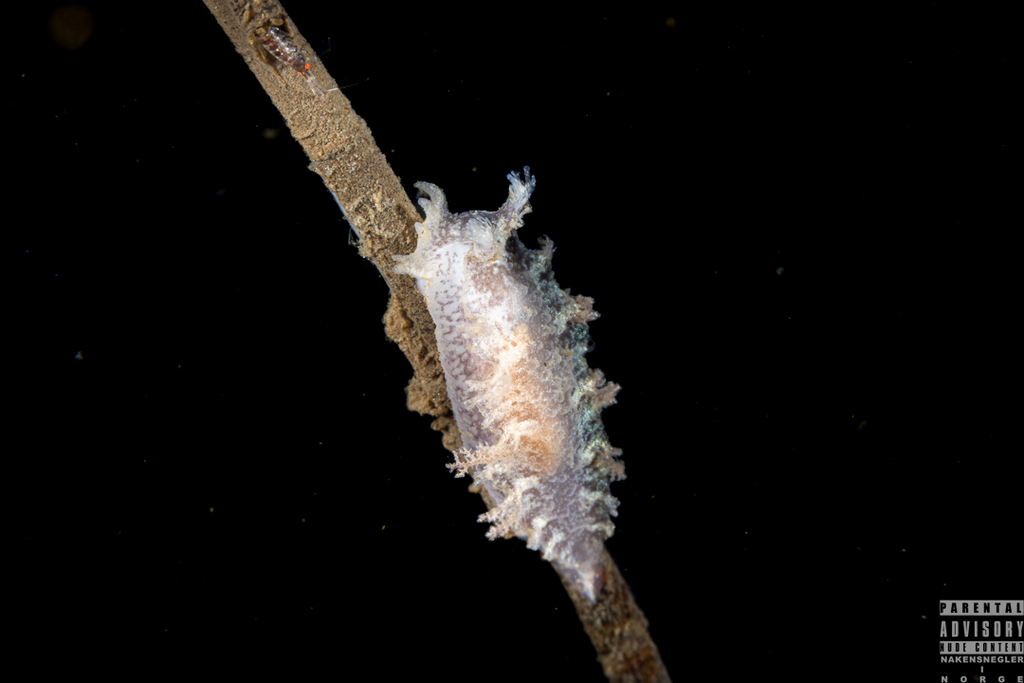 Candiella plebeia