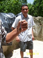 Centruroides gracilis