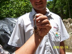 Centruroides gracilis