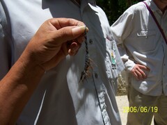 Centruroides gracilis