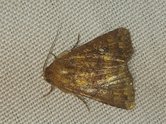 Condicinae