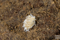 Favorinus blianus