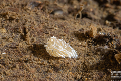 Favorinus blianus