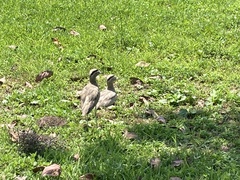 Burhinus superciliaris