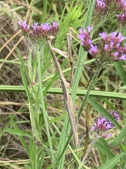 Tenodera australasiae