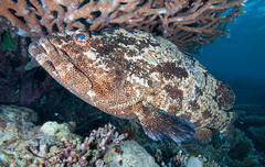 Epinephelus fuscoguttatus
