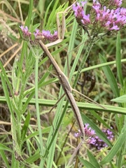 Tenodera australasiae
