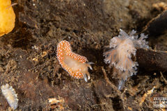 Coryphella borealis