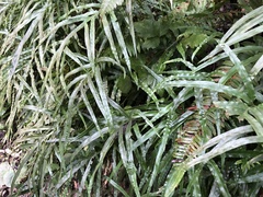 Pteris cretica