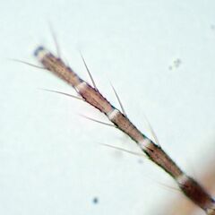 Lepinotus reticulatus