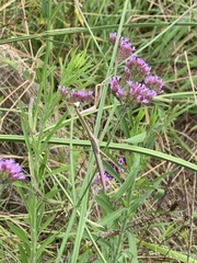 Tenodera australasiae