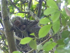 Coendou longicaudatus