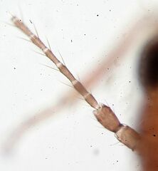 Lepinotus reticulatus