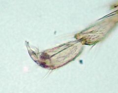 Lepinotus reticulatus