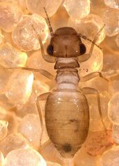 Lepinotus reticulatus