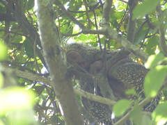 Coendou longicaudatus