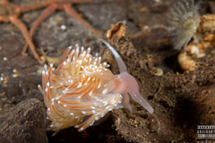 Facelina bostoniensis