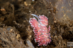 Carronella pellucida