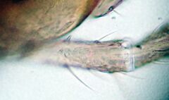 Lepinotus reticulatus