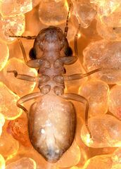 Lepinotus reticulatus