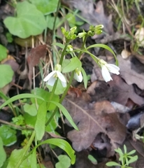 Cardamine californica