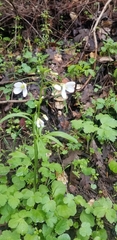 Cardamine californica