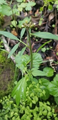 Cardamine californica