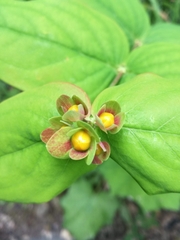 Hypericum androsaemum