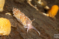 Facelina bostoniensis