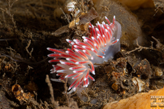 Carronella pellucida