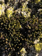 Nyholmiella obtusifolia