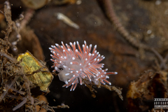 Carronella pellucida