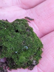 Ephemerum minutissimum