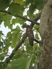 Nyctibius jamaicensis
