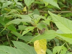 Leptoglossus gonagra