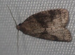 Platynota exasperatana