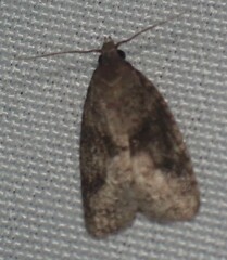 Platynota exasperatana