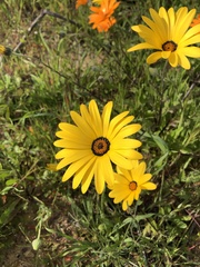 Dimorphotheca sinuata