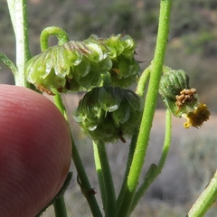 Osteospermum microcarpum