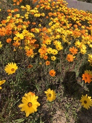 Dimorphotheca sinuata