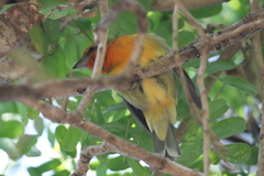 Piranga bidentata