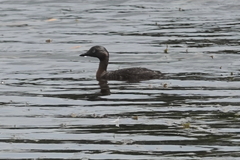 Poliocephalus rufopectus