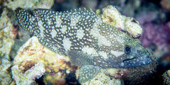 Epinephelus ongus
