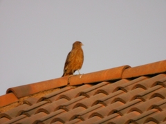 Daptrius chimango