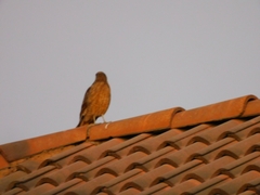 Daptrius chimango